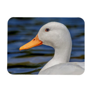White Mallard Duck Magnet