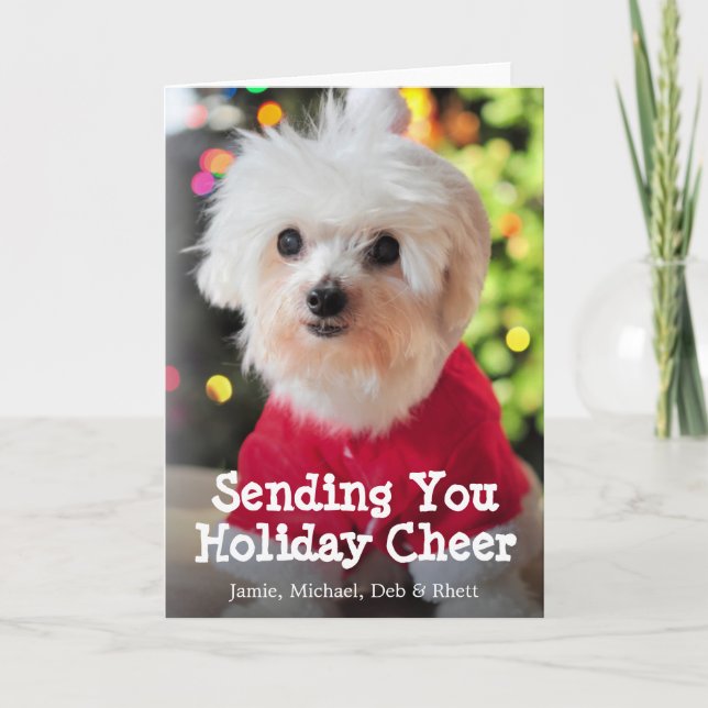 White Maltese dog in red Santa Claus suit. Holiday Card (Front)