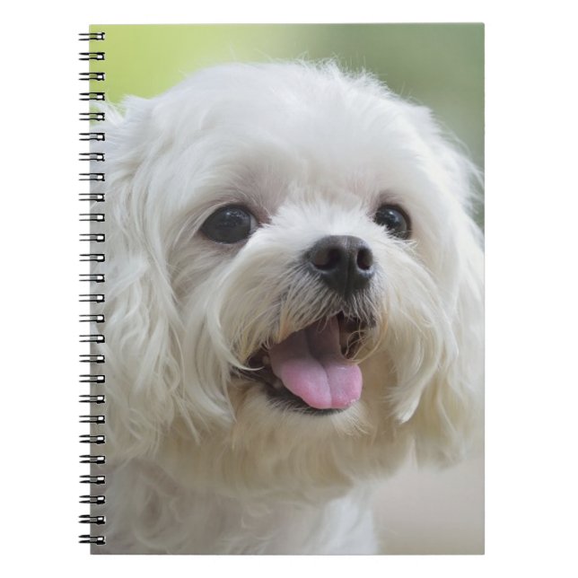 White Maltese Dog Notebook (Front)