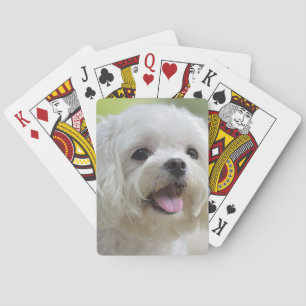 White Maltese Dog Playing Cards