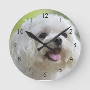 White Maltese Dog Round Clock