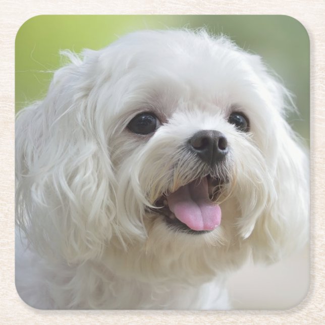 White Maltese Dog Square Paper Coaster (Front)