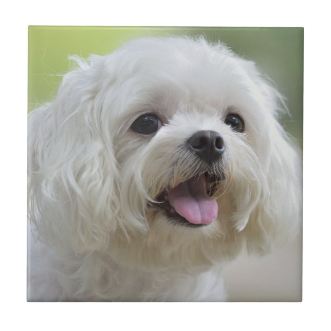 White Maltese Dog Tile (Front)