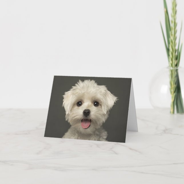 White Maltese Puppy Dog Blank Note Card (Front)