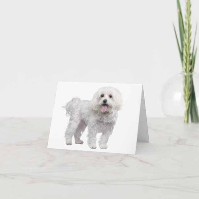 White Maltese Puppy Dog Blank  Notecard / Card (Front)