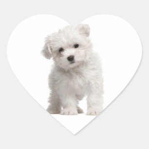 White Maltese Puppy Dog Heart Sticker / Label