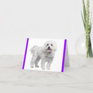 White Maltese Puppy Dog: Hello, Miss You, Love Thank You Card