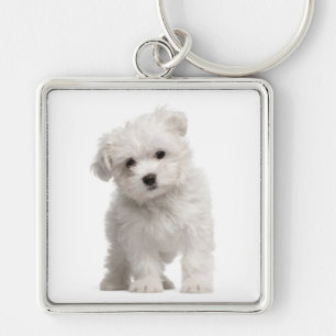 White Maltese Puppy Dog Love Custom Keychain