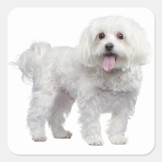 White Maltese Puppy Dog Love Sticker / Label (Front)
