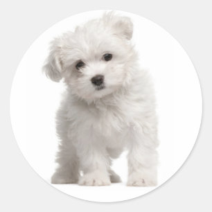 White Maltese Puppy Dog Sticker / Label
