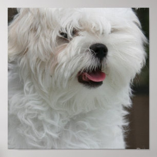 White Maltese Puppy Poster Print