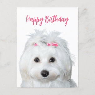 White Maltese Tender Sweetness Holiday Postcard