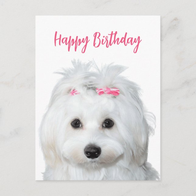 White Maltese Tender Sweetness Holiday Postcard (Front)