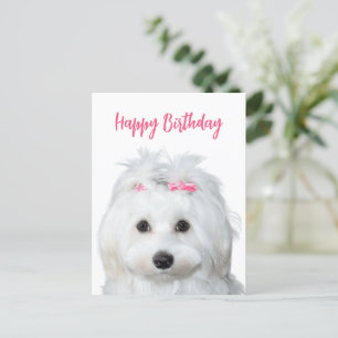 White Maltese Tender Sweetness Postcard