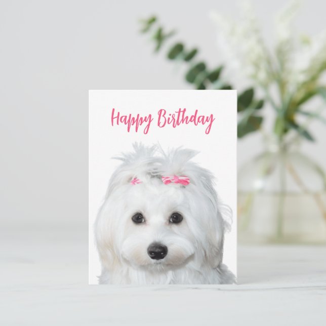 White Maltese Tender Sweetness Postcard (Standing Front)