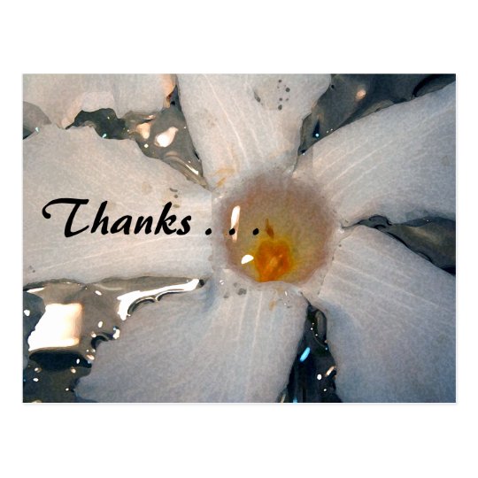 White Mandevilla postcard