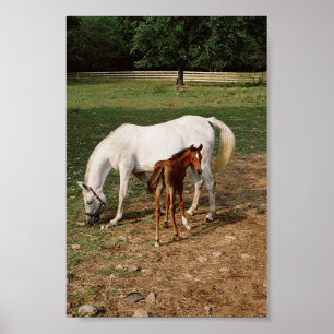 White Mare with Chestnut Foal Poster