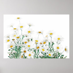 white margaret daisy horizontal watercolor  poster