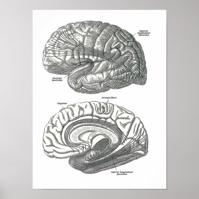White Matter Tracts of the Brain Poster (Front)