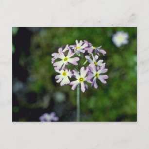 white Mealy Primrose (Primula Laurentiana) flowers Postcard