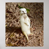 White Meerkat Standing In The Sun,