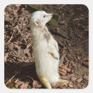White Meerkat Standing , Square Sticker