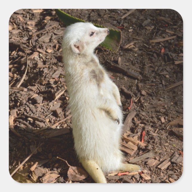White Meerkat Standing , Square Sticker (Front)