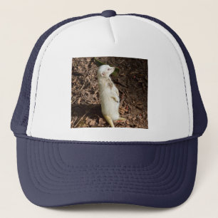 White Meerkat Standing , Truckers Hat