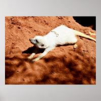 White Meerkat Stretching, Poster