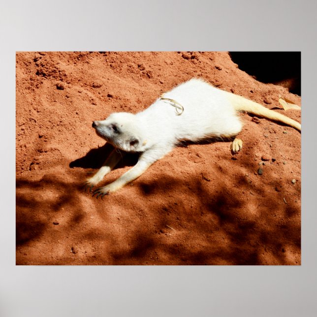 White Meerkat Stretching, Poster (Front)