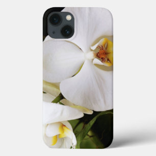 White Moon Orchid (Phalaenopsis Aphrodite) iPhone 13 Case
