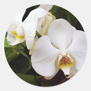 White Moon Orchid (Phalaenopsis Aphrodite) Classic Round Sticker