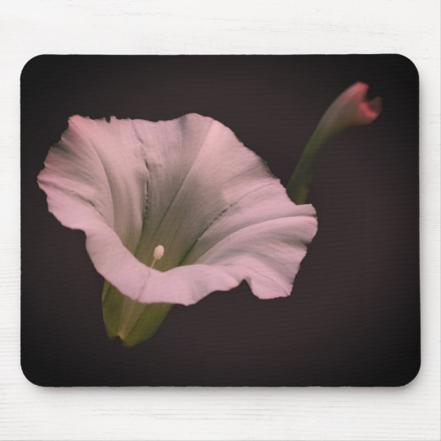 White Morning Glory Flower  Mouse Pad (Front)