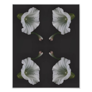White Morning Glory Flower Nature Art 8x10 Photo Print