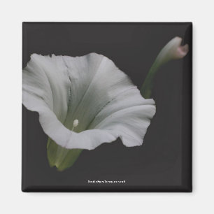 White Morning Glory Flower Photo Magnet