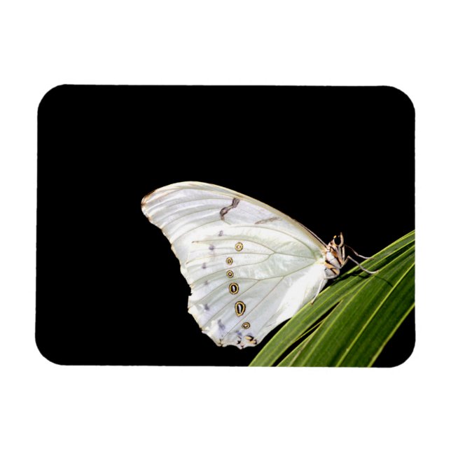 White morpho butterfly on leaf magnet (Horizontal)