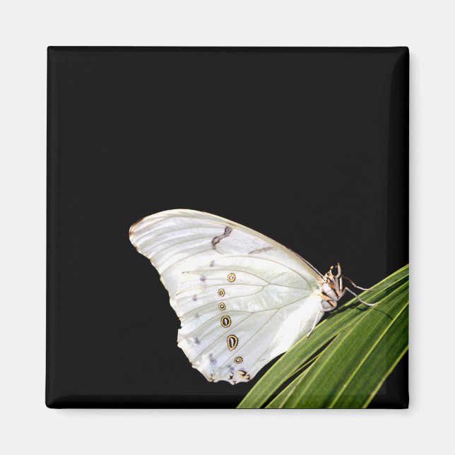 White Morpho butterfly on leaf Magnet (Front)