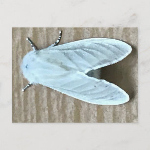 White Moth Bug  Postcard