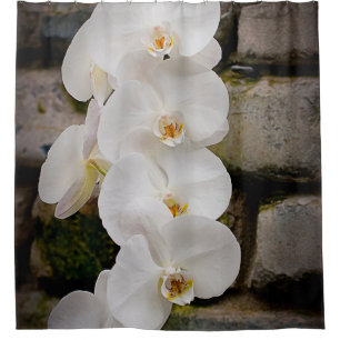 White Moth Orchid Shower Curtain