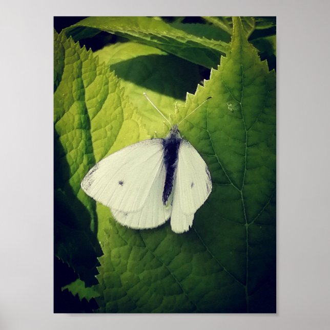 White moth. poster (Front)
