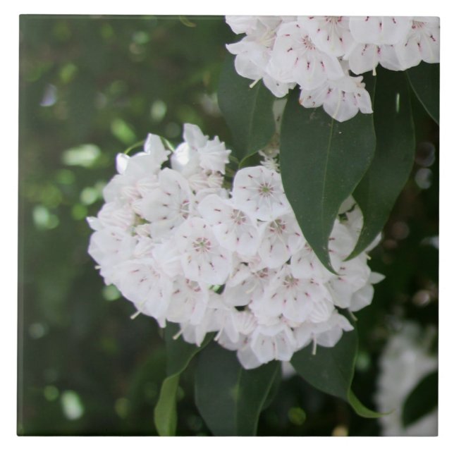 White Mountain Laurel Flowers Ceramic Tile (Front)