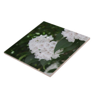 White Mountain Laurel Flowers Ceramic Tile