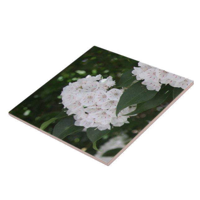 White Mountain Laurel Flowers Ceramic Tile (Side)