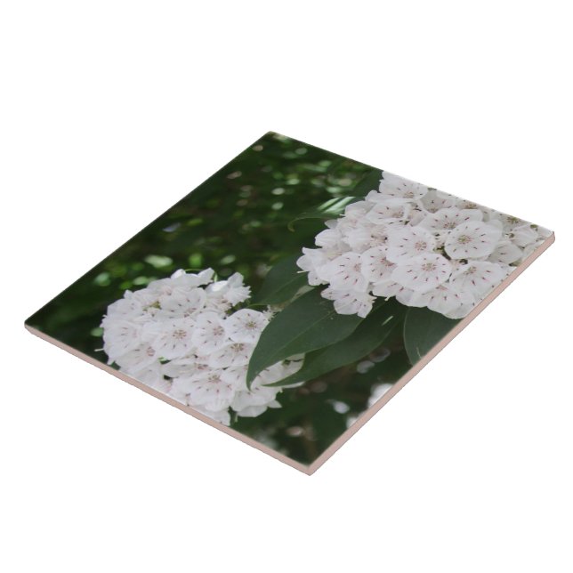 White Mountain Laurel Star Shaped Flowers Ceramic Tile (Side)
