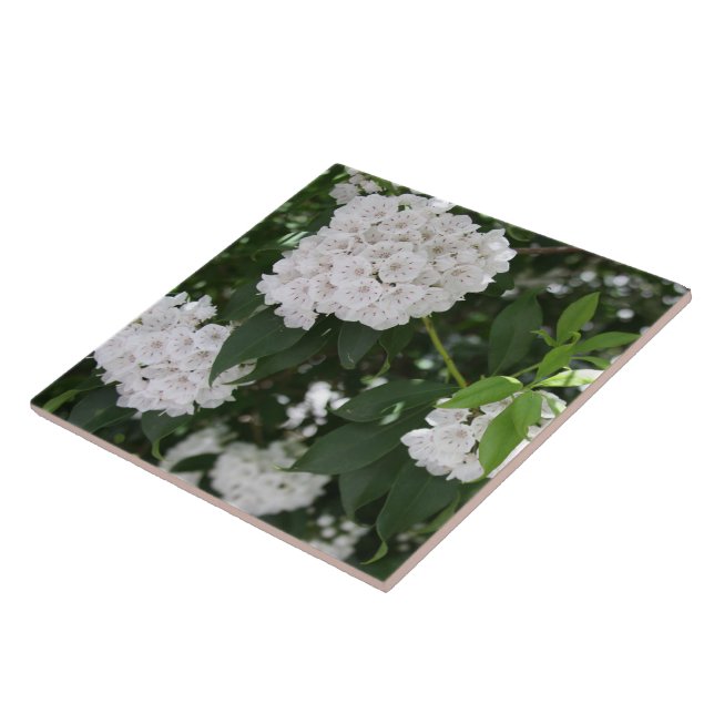White Mountain Laurel Star Shaped Flowers Ceramic Tile (Side)