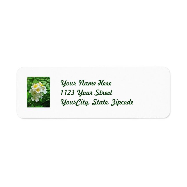 White Multiflora Roses Wildflower Return Address Label (Front)