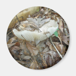 White Mushroom Coordinating Items Magnet