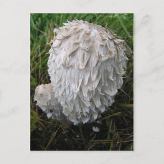 White Mushroom Postcard