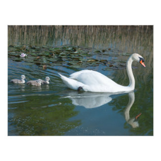 White mute swan with baby ducking cygnets lake photo print