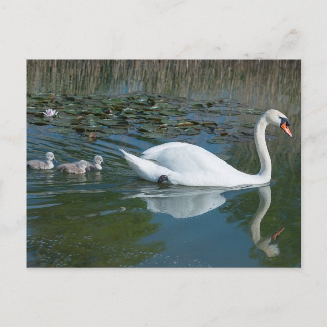 White mute swan with baby ducking cygnets lake postcard (Front)